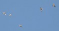 /album/photo-gallery-photogallery/bee-eaters-moving-south-over-rio-azore-jpg/